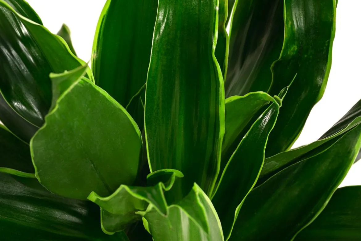 Drachenbaum - Dracaena fragrans 'Arturo', Hydrokultur