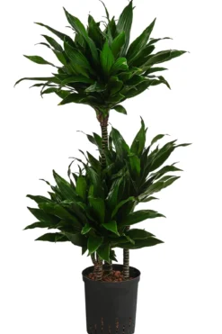 Drachenbaum - Dracaena fragrans 'Green Jewel', Hydrokultur