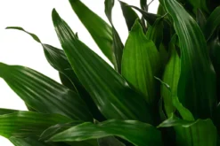 Drachenbaum - Dracaena fragrans 'Green Jewel', Hydrokultur