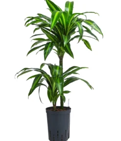 Drachenbaum - Dracaena fragrans 'Hawaiian Sunshine', Hydrokultur