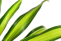 Drachenbaum - Dracaena fragrans 'Burley', Hydrokultur