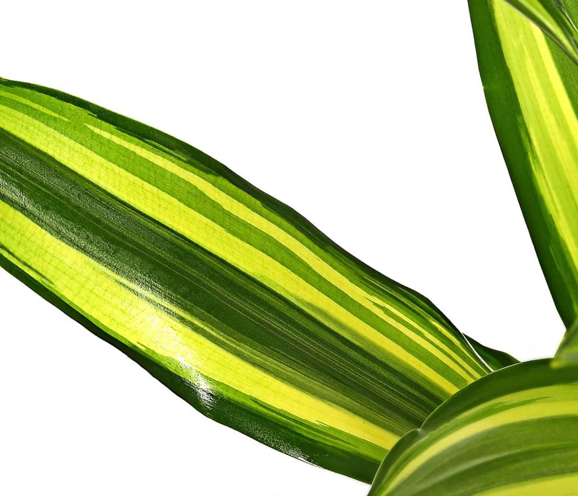 Drachenbaum - Dracaena fragrans var. Stedneri 'Golden Coast'