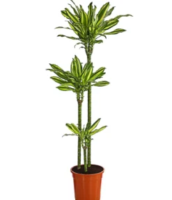 Drachenbaum - Dracaena fragrans var. Stedneri 'Golden Coast'