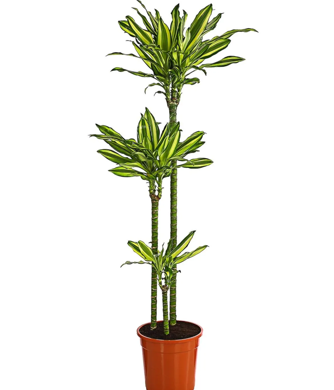 Drachenbaum - Dracaena fragrans var. Stedneri 'Golden Coast'