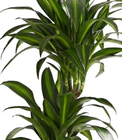 Drachenbaum - Dracaena fragrans 'Hawaiian Sunshine'