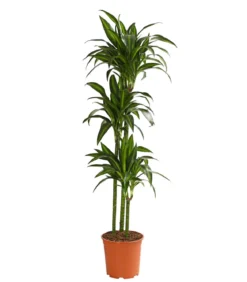 Drachenbaum - Dracaena fragrans 'Hawaiian Sunshine'