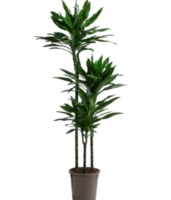 Drachenbaum - Dracaena fragrans 'Janet Lind'
