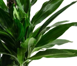 Drachenbaum - Dracaena fragrans 'Janet Lind'