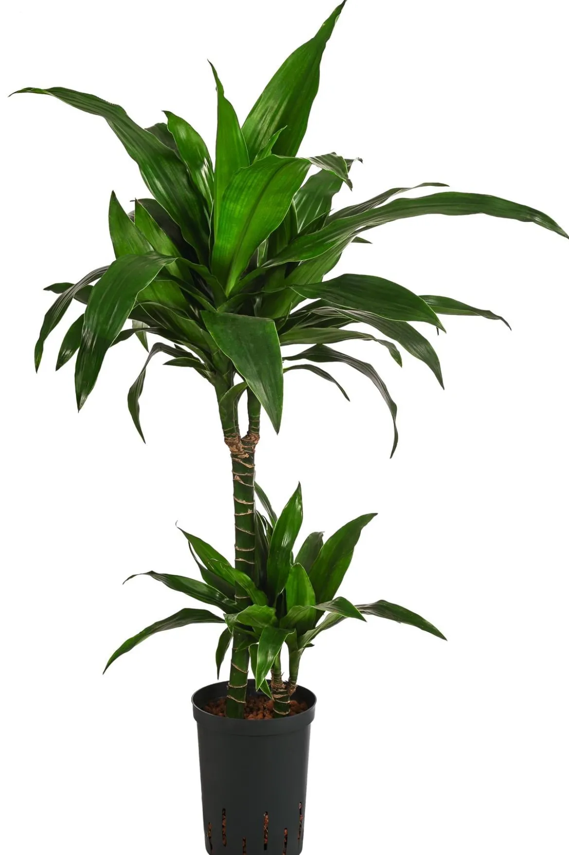 Drachenbaum - Dracaena 'Janet Craig', Hydrokultur