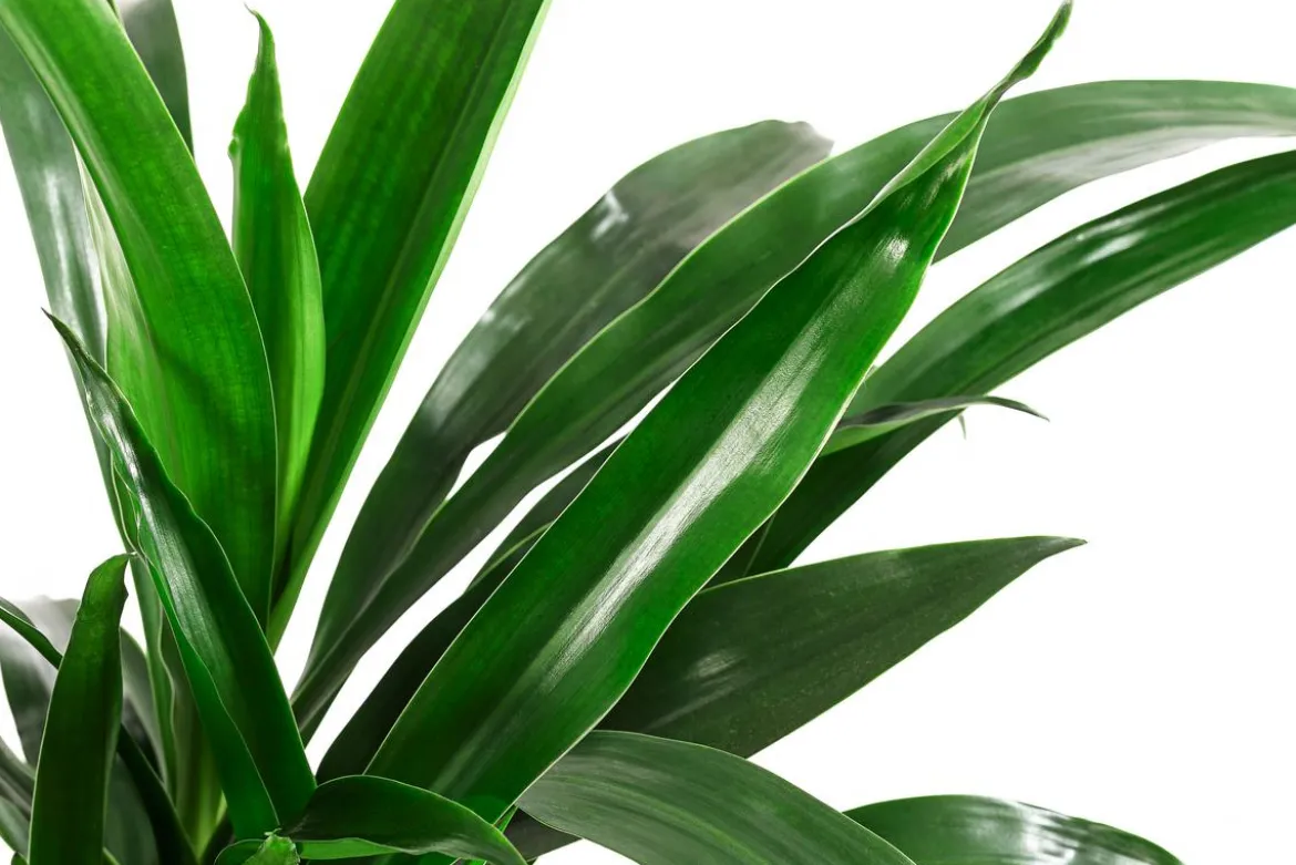 Drachenbaum - Dracaena 'Janet Lind', Hydrokultur