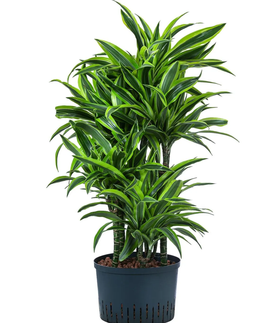 Drachenbaum - Dracaena 'Lemon Lime', Hydrokultur