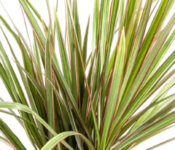 Drachenbaum - Dracaena marginata 'Bicolor'