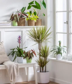 Drachenbaum - Dracaena marginata 'Bicolor'
