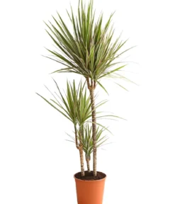 Drachenbaum - Dracaena marginata 'Bicolor'