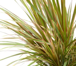 Drachenbaum - Dracaena marginata 'Bicolor'