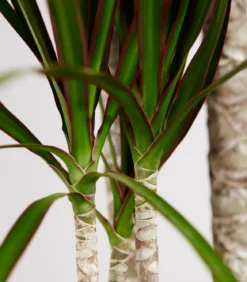 Drachenbaum - Dracaena marginata