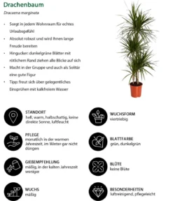 Drachenbaum - Dracaena marginata