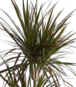 Drachenbaum - Dracaena marginata 'Magenta'