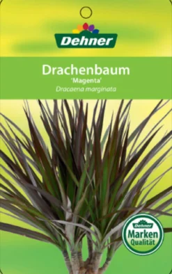 Drachenbaum - Dracaena marginata 'Magenta'