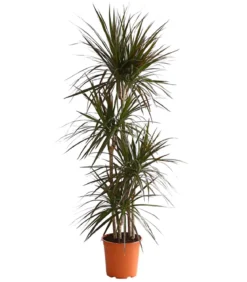 Drachenbaum - Dracaena marginata 'Magenta'