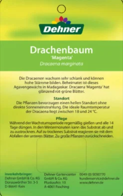 Drachenbaum - Dracaena marginata 'Magenta'