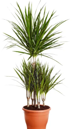 Drachenbaum - Dracaena marginata, Karussell