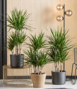 Drachenbaum - Dracaena marginata, Karussell