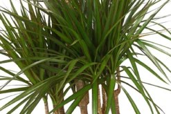 Drachenbaum - Dracaena marginata, Karussell