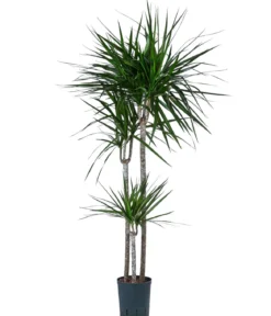 Drachenbaum - Dracaena marginata, Hydrokultur