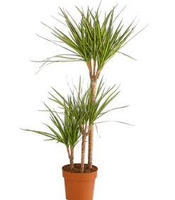Drachenbaum - Dracaena marginata 'Sunray'