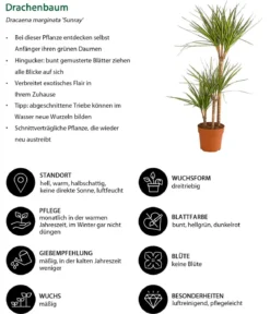 Drachenbaum - Dracaena marginata 'Sunray'