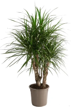 Drachenbaum - Dracaena marginata, verzweigt