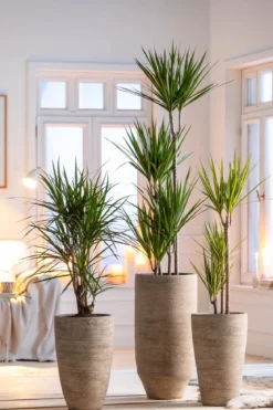 Drachenbaum - Dracaena marginata, verzweigt
