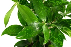 Drachenbaum - Dracaena surculosa, Hydrokultur