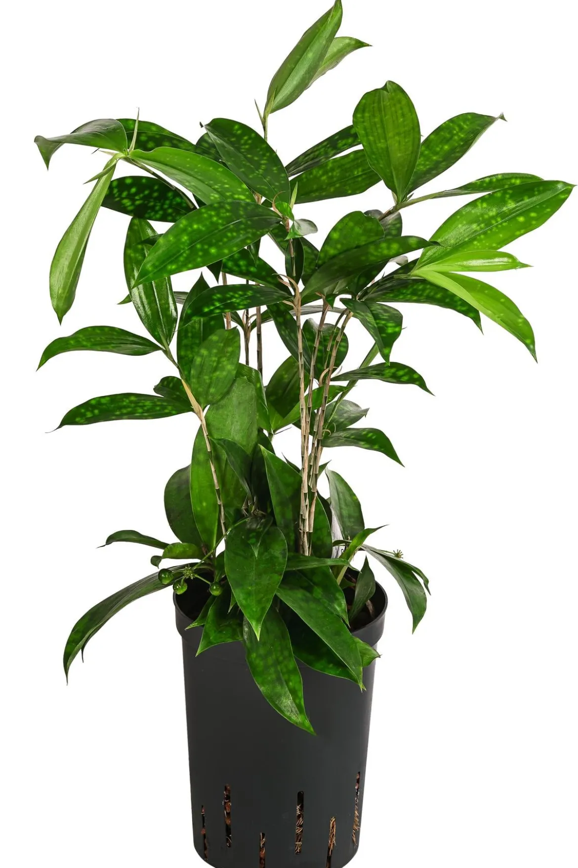 Drachenbaum - Dracaena surculosa, Hydrokultur