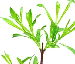 Drachenweide 'Sekka'