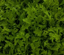Drachenzungenrucola, 6er Schale