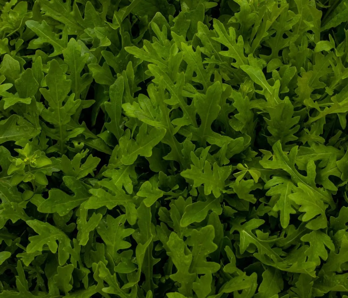 Drachenzungenrucola, 6er Schale