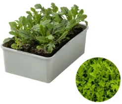 Drachenzungenrucola, 6er Schale