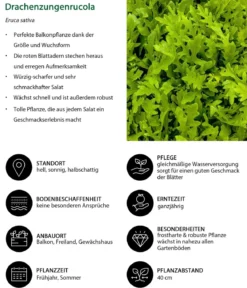Drachenzungenrucola, 6er Schale