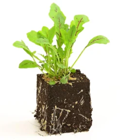 Drachenzungenrucola, 6er Schale