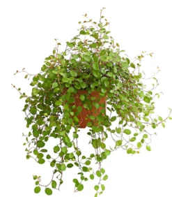 Drahtstrauch - Muehlenbeckia complexa
