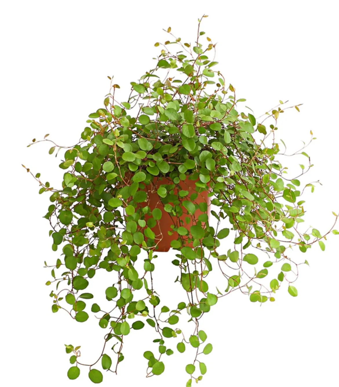 Drahtstrauch - Muehlenbeckia complexa