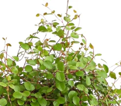 Drahtstrauch - Muehlenbeckia complexa