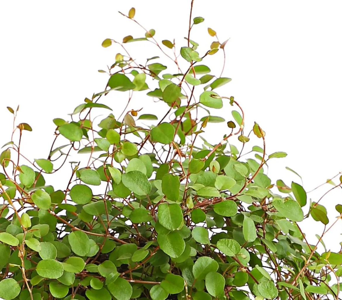 Drahtstrauch - Muehlenbeckia complexa