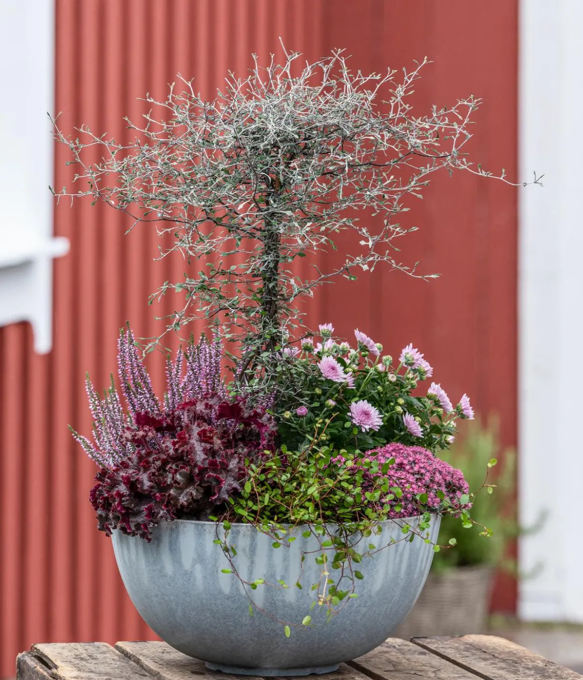 Drahtstrauch - Muehlenbeckia complexa