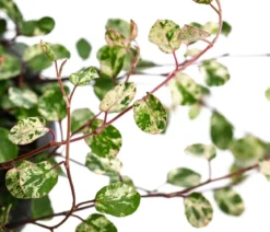 Drahtstrauch - Muehlenbeckia complexa 'Pink Camouflage'