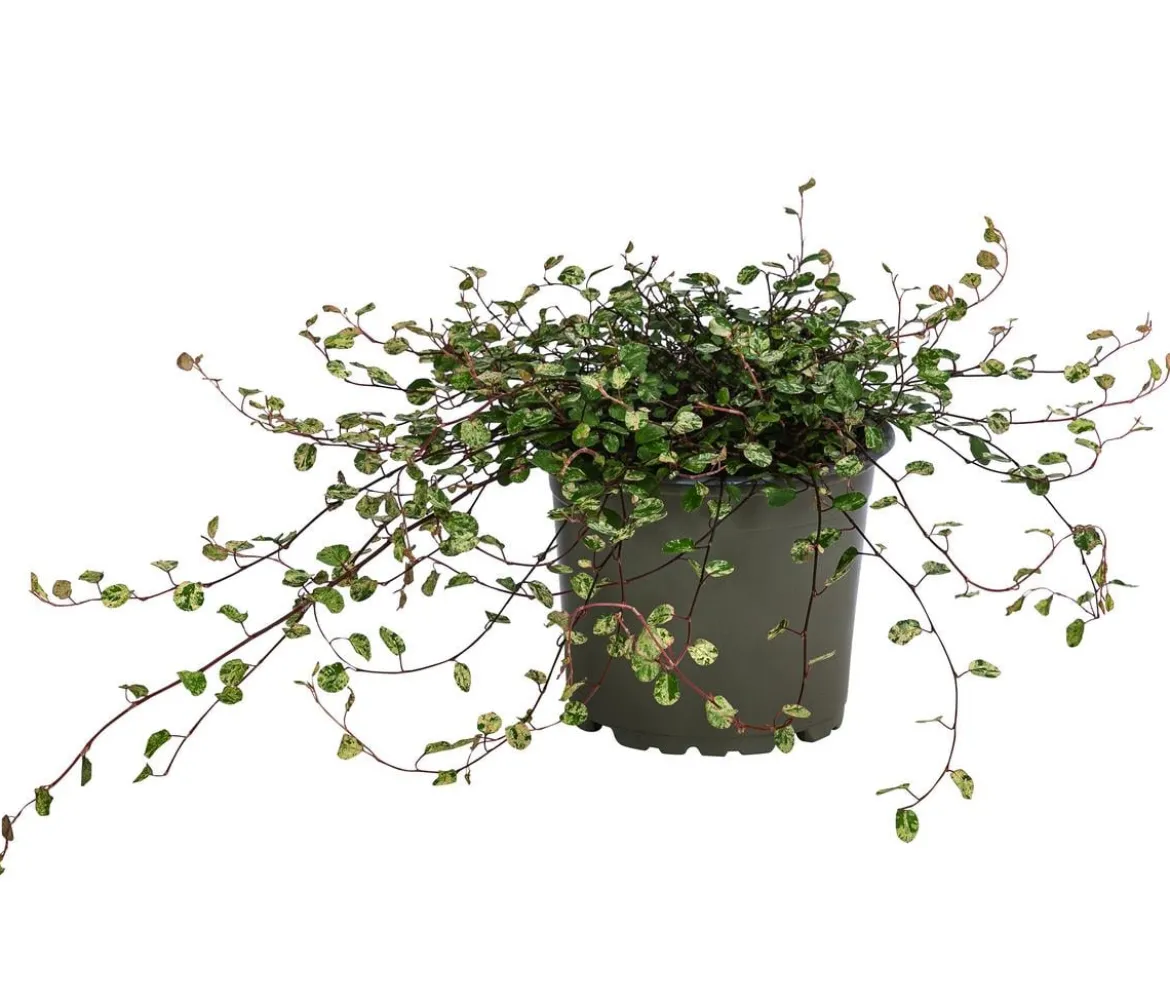 Drahtstrauch - Muehlenbeckia complexa 'Pink Camouflage'