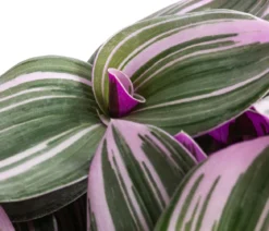 Dreimasterblume - Tradescantia zebrina 'Nanouk'