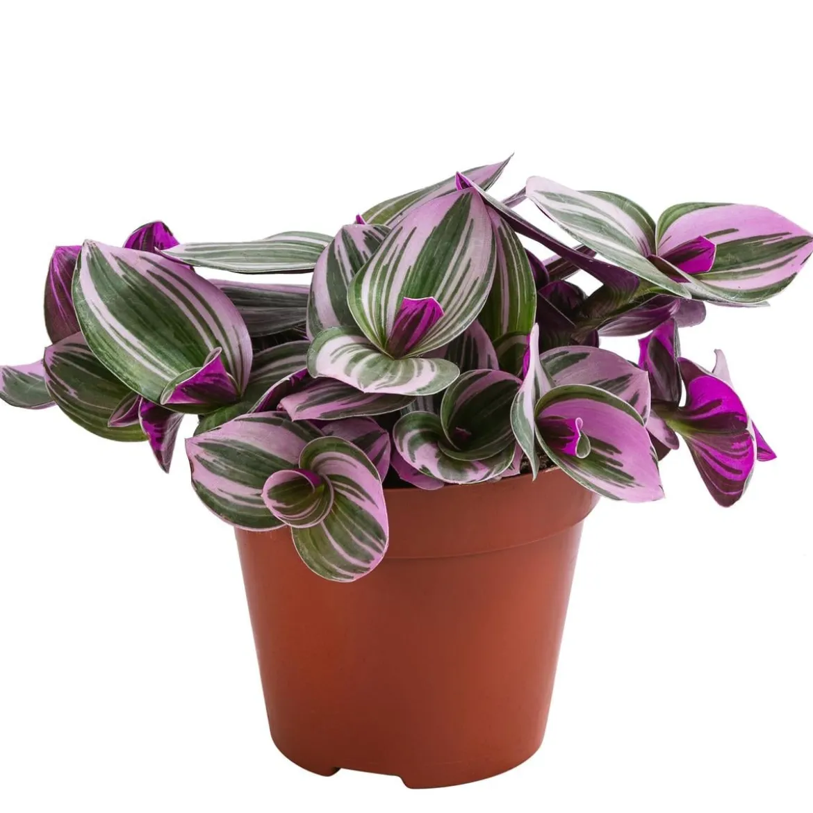 Dreimasterblume - Tradescantia zebrina 'Nanouk'